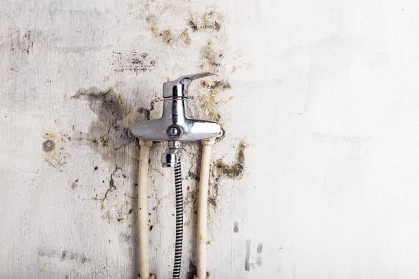 Best Black Mold Removal  in West Melbourne, FL