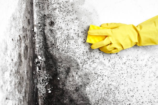 Best Mold Removal Process  in West Melbourne, FL