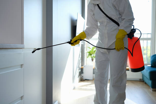 Best Local Mold Removal Service  in West Melbourne, FL