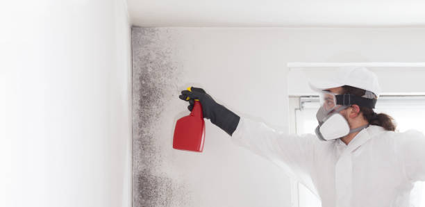 Best Emergency Mold Removal  in West Melbourne, FL