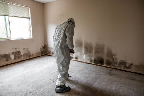 Trusted West Melbourne, FL Mold Removal Experts