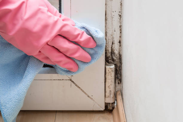 Best Mold Damage Repair  in West Melbourne, FL