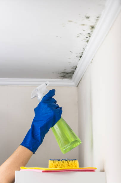 Mold Testing and Removal in West Melbourne, FL